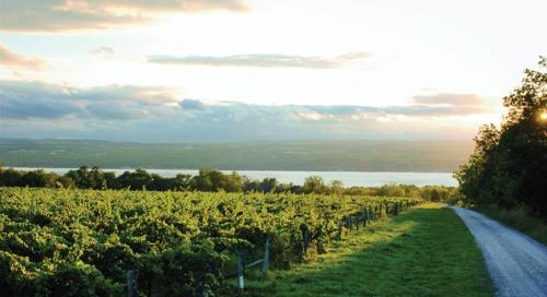 1207wineriesfingerlakes-7182012-105011 panoramic